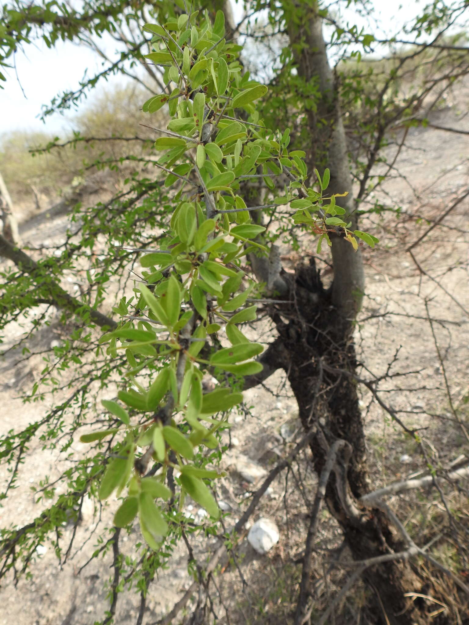 Image of Vachellia bilimekii (J. Macbr.) Seigler & Ebinger