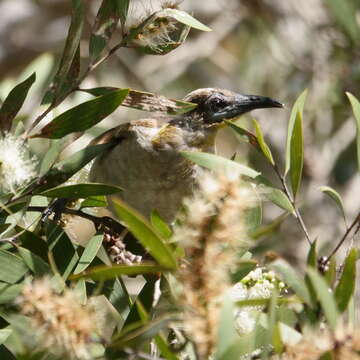 Image of Little Friarbird