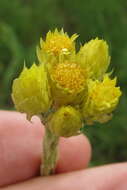 Image de Helichrysum mixtum (Kuntze) O. Hoffm.