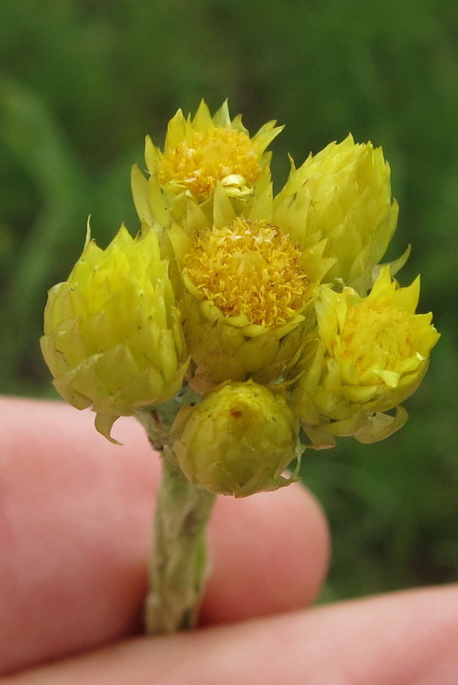 Image de Helichrysum mixtum (Kuntze) O. Hoffm.