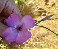 Imagem de Clarkia gracilis subsp. sonomensis (C. L. Bitchc.) F. H. Lewis & M. E. Lewis