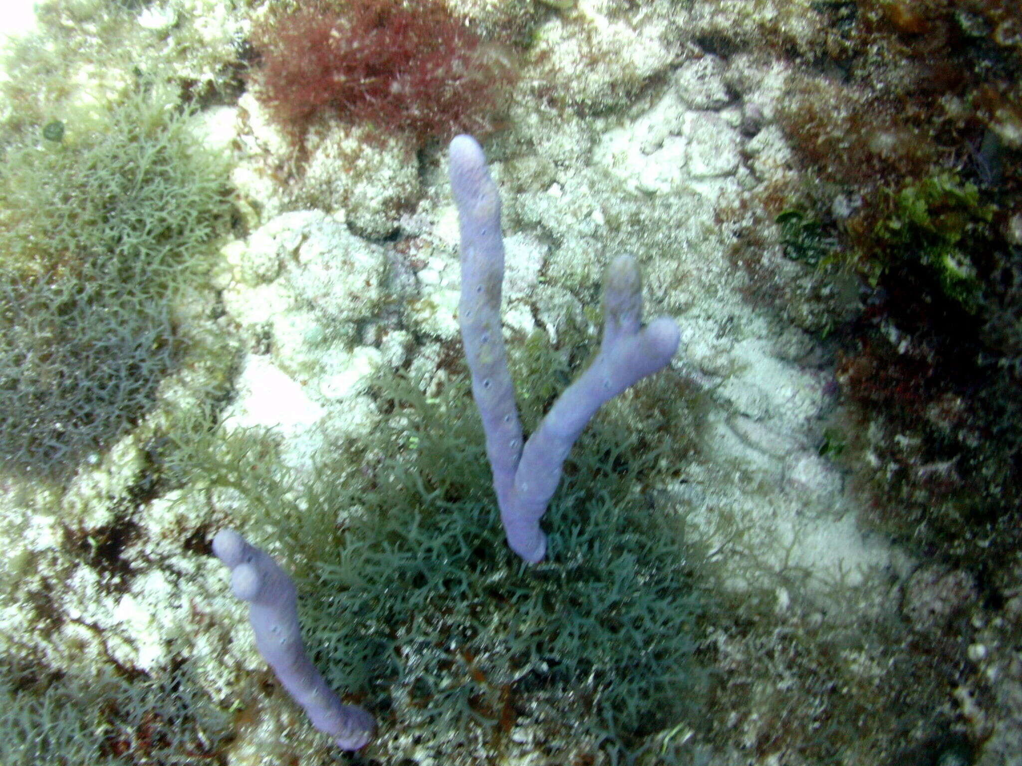 Image of Row Pore Rope Sponge