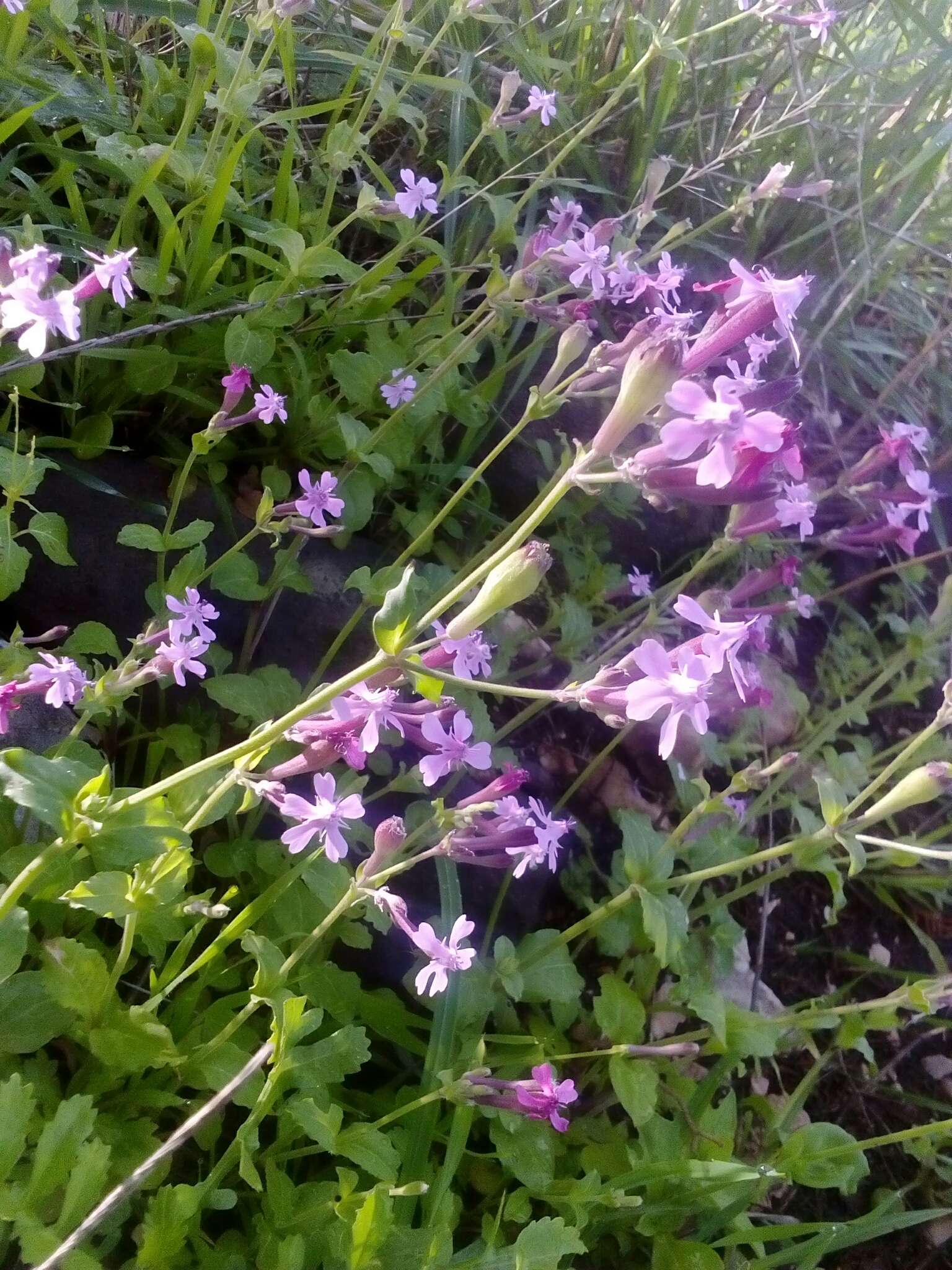 Silene aegyptiaca (L.) L. fil.的圖片