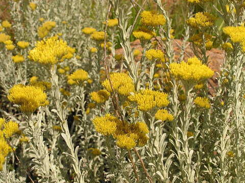 Image of Helichrysum callicomum Harv.