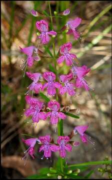 Image of coastal plain balm