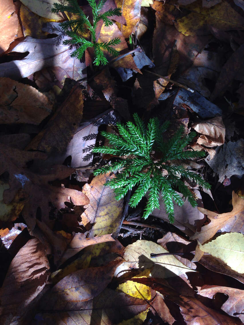 Imagem de Dendrolycopodium obscurum (L.) A. Haines