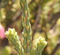 Image of Erica pectinifolia var. pectinifolia