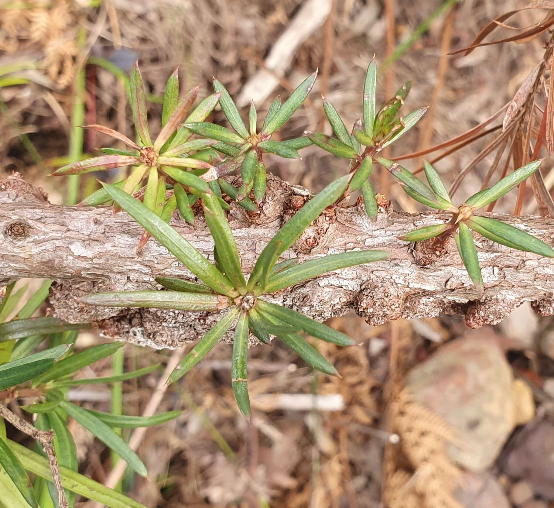 Image of Podocarpus spinulosus (Sm.) R. Br. ex Mirb.