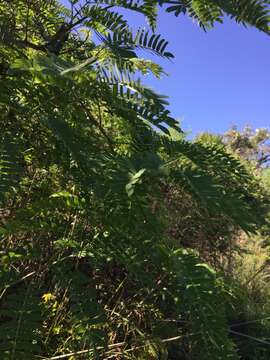 Image of Albizia inundata (Mart.) Barneby & J. W. Grimes