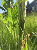 Image of Dock Hyper Weevil