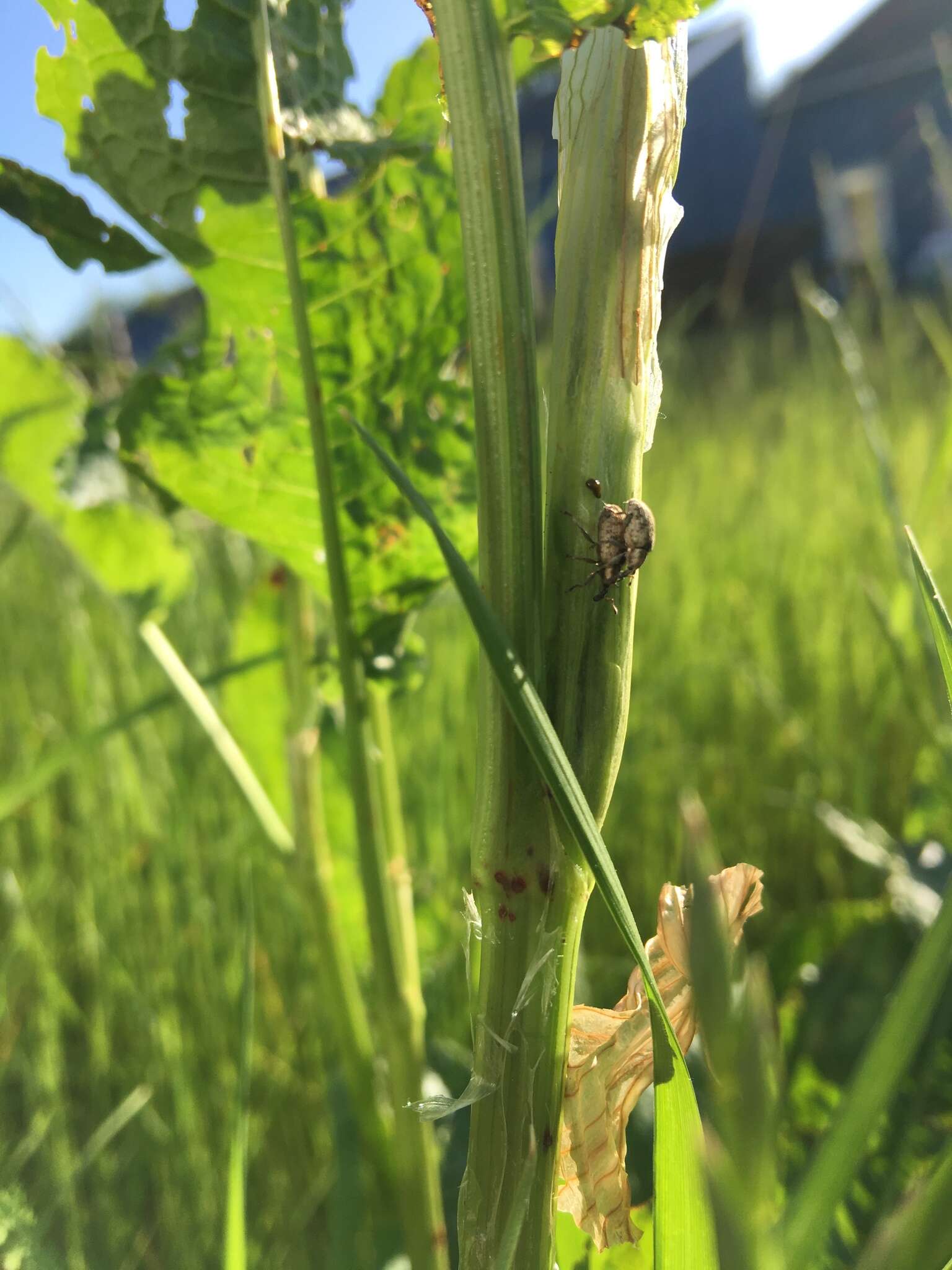 Image of Dock Hyper Weevil