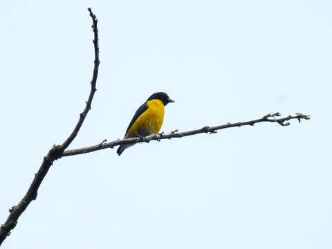 Euphonia minuta Cabanis 1849的圖片