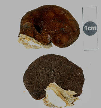 Image of Echinochaete russiceps (Berk. & Broome) D. A. Reid 1963