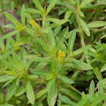 Image of spreading chinchweed