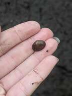 Image of Grooved Fingernail Clam