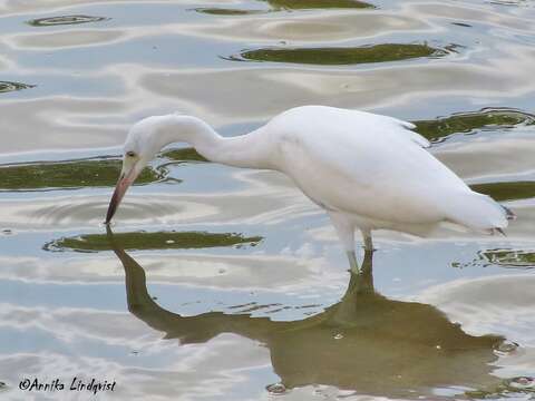 Image of Little Blue Heron