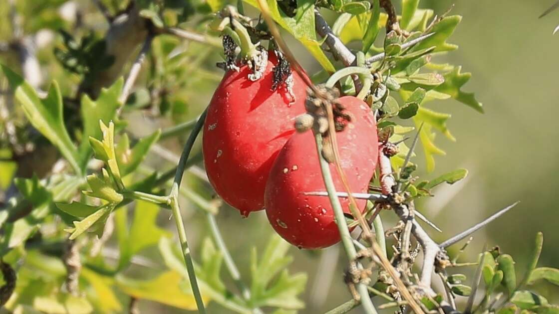 Image of slimlobe globeberry