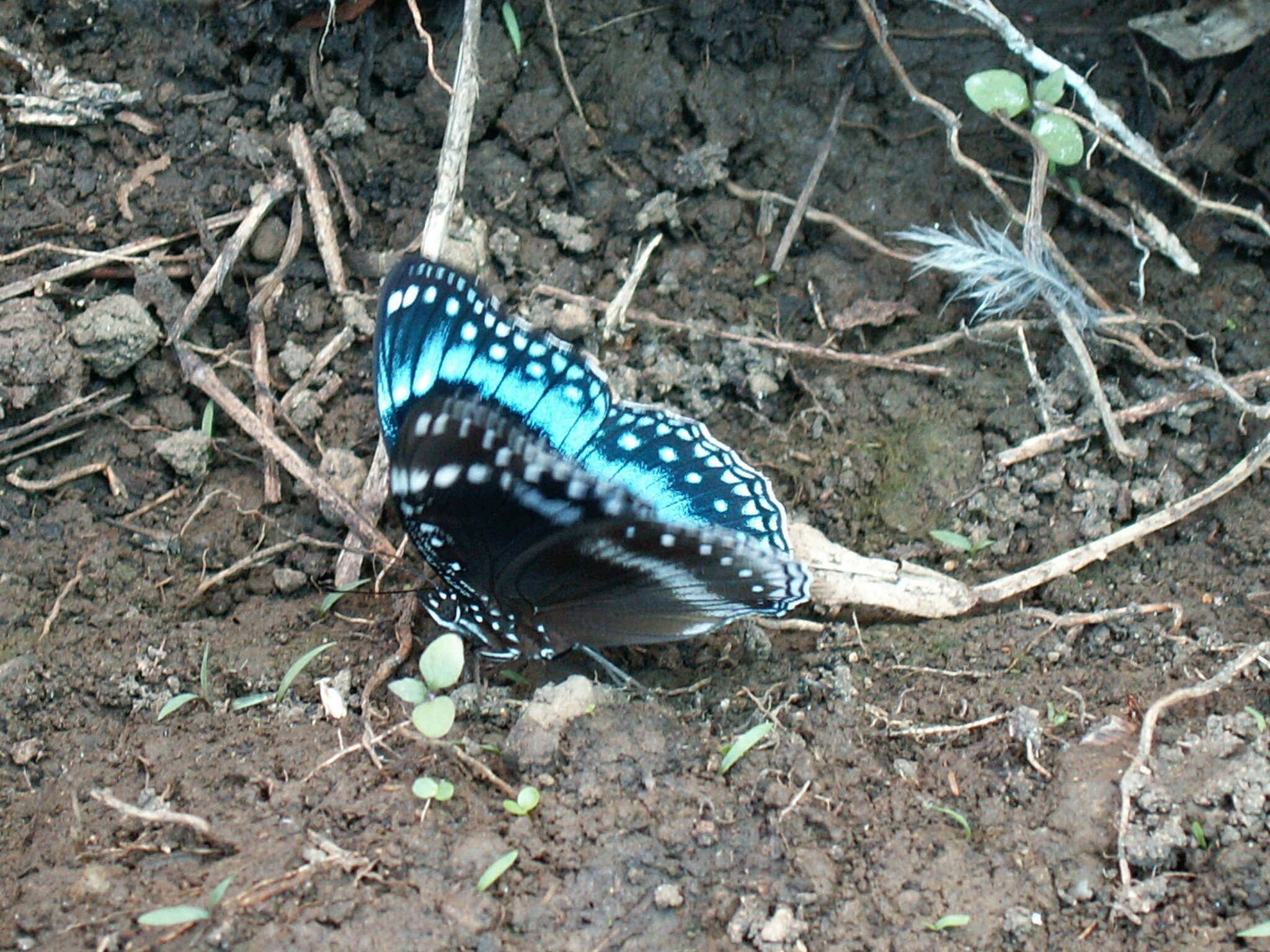 Image of Hypolimnas alimena Linnaeus 1758