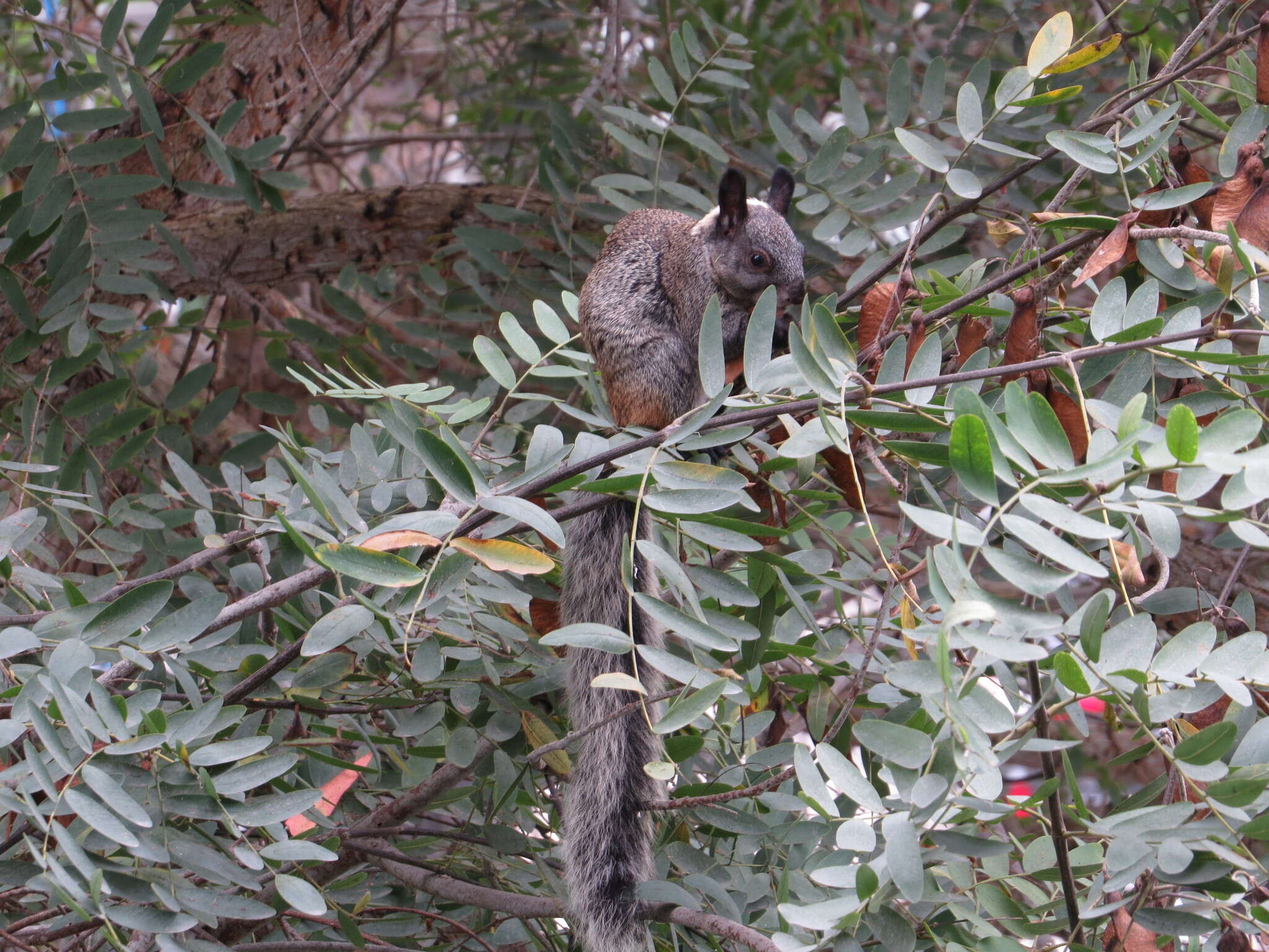 Imagem de Sciurus stramineus Eydoux & Souleyet 1841