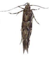 Image of cosmet moth