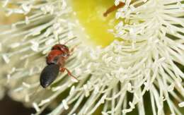 Image of Pachyprosopis eucyrta Exley 1972