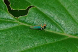 Image of Graphocephala aurolineata (Fowler 1900)