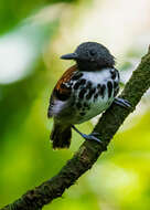 Image of Spotted Antbird