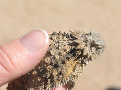 Image of Regal Horned Lizard