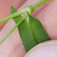 Persicaria sagittata (L.) H. Gross resmi