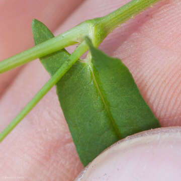 Image of Arrow-Leaf Tearthumb