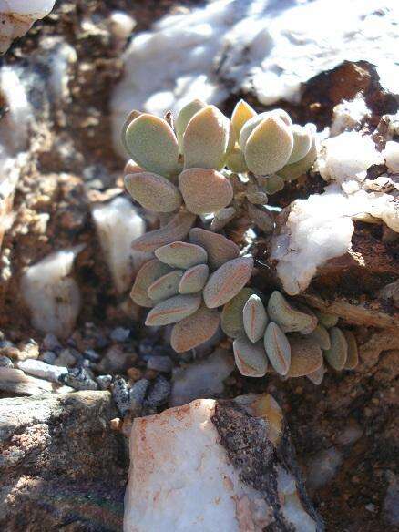 Sivun Crassula sericea var. velutina (Friedr.) Tölken kuva