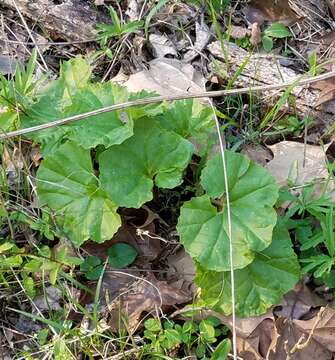 Image of great Indian plantain