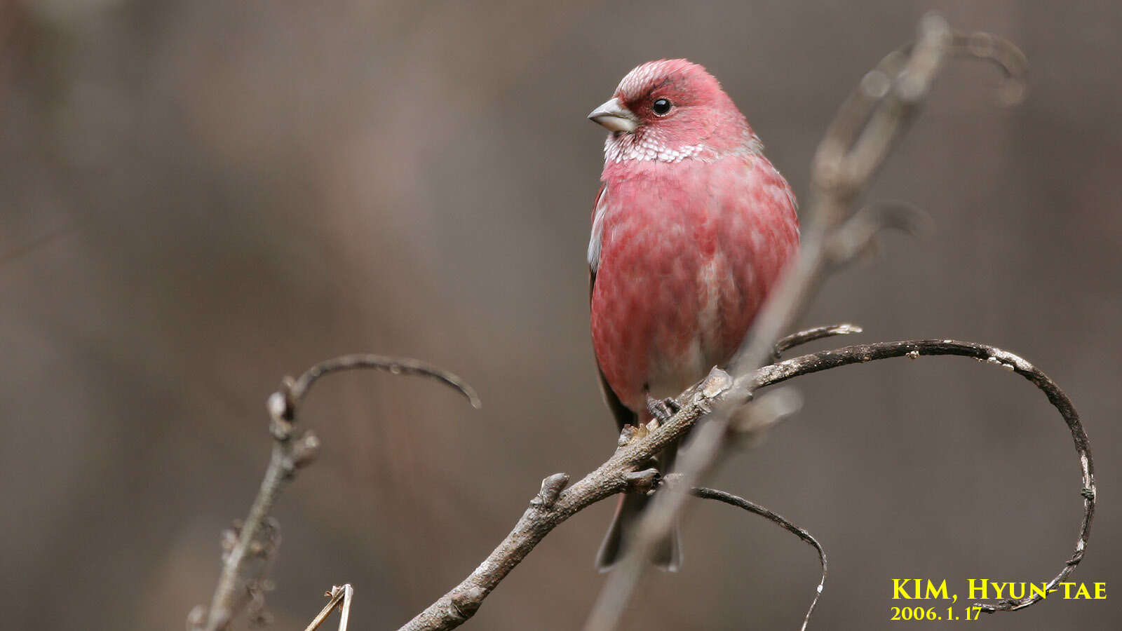 Imagem de Carpodacus roseus (Pallas 1776)