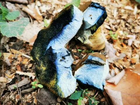 Imagem de Cyanoboletus