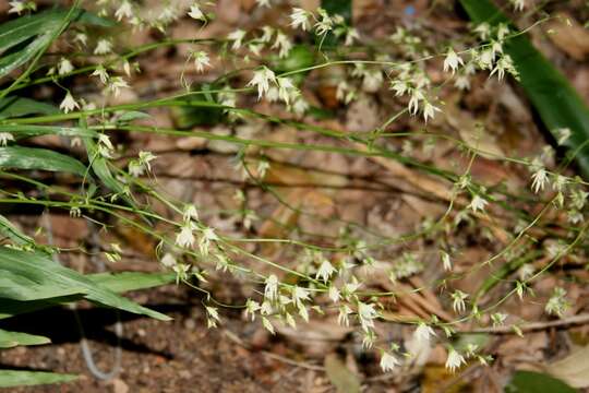 Plancia ëd Melasphaerula