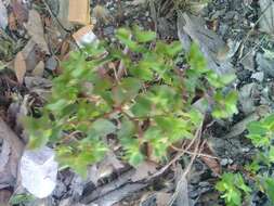 Image of Euphorbia peplus var. peplus