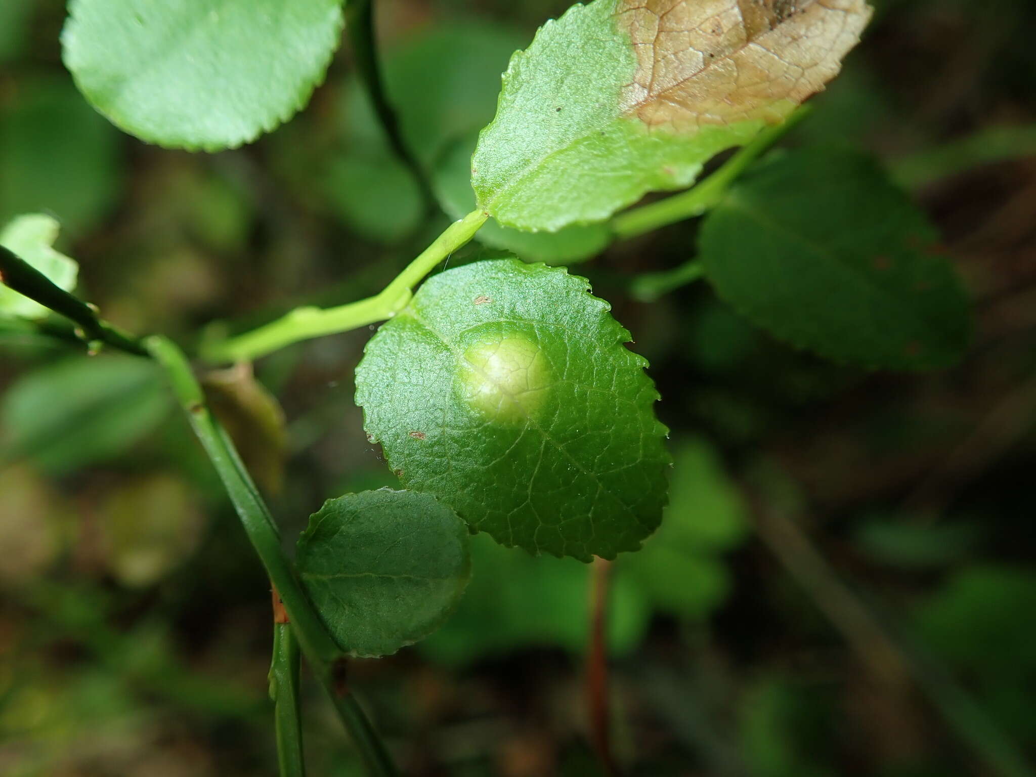 Image of Exobasidium arescens Nannf. 1981