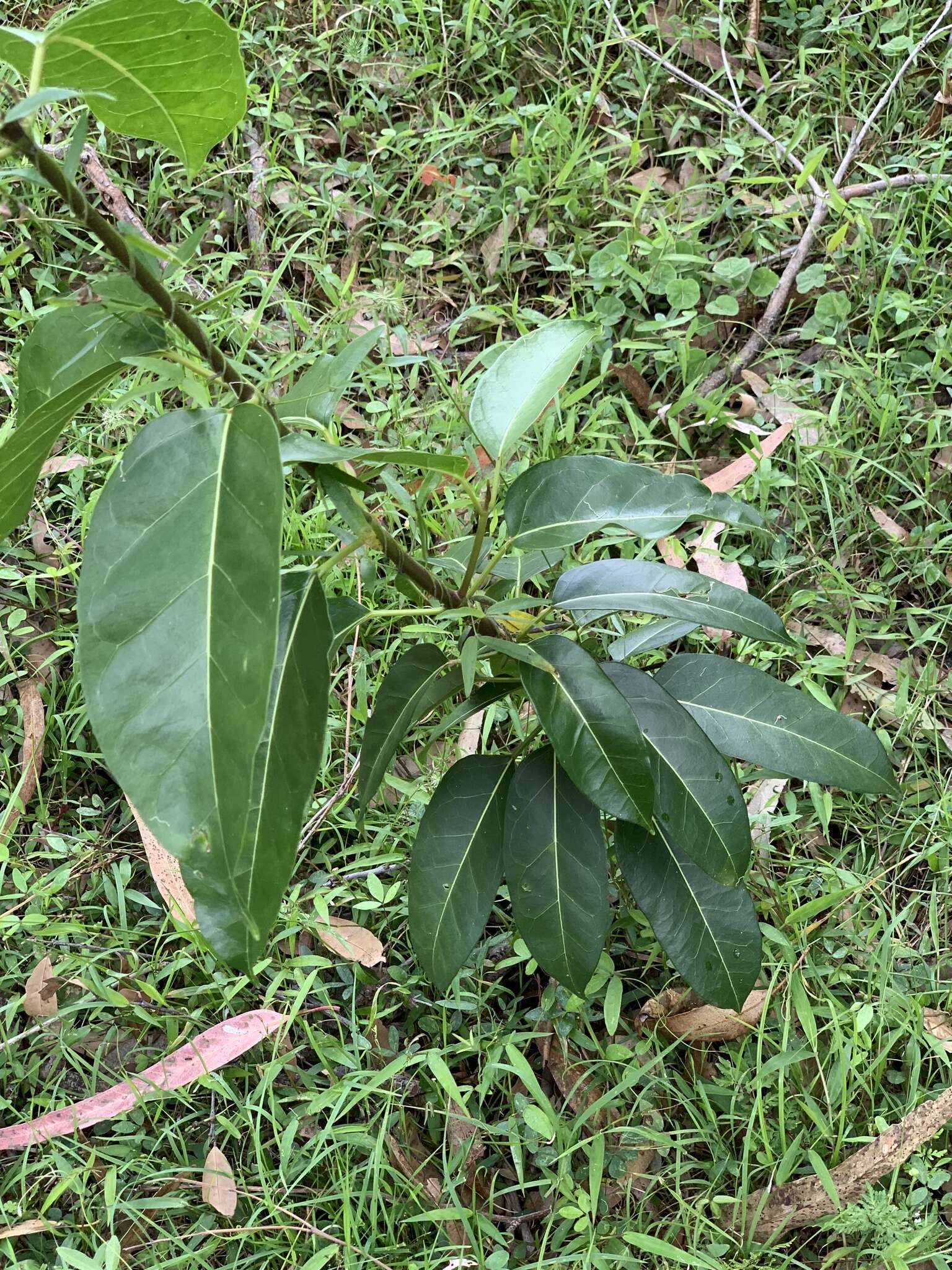 Image of Leichhardtia rostrata (R. Br.) P. I. Forst.