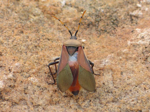 Image of Homoeocerus (Homoeocerus) annulatus (Thunberg 1822)