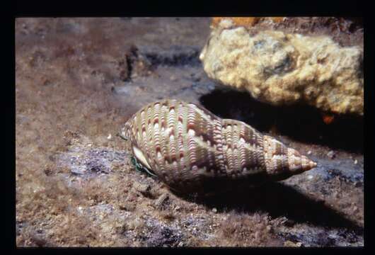 Image of Phasianellinae Swainson 1840