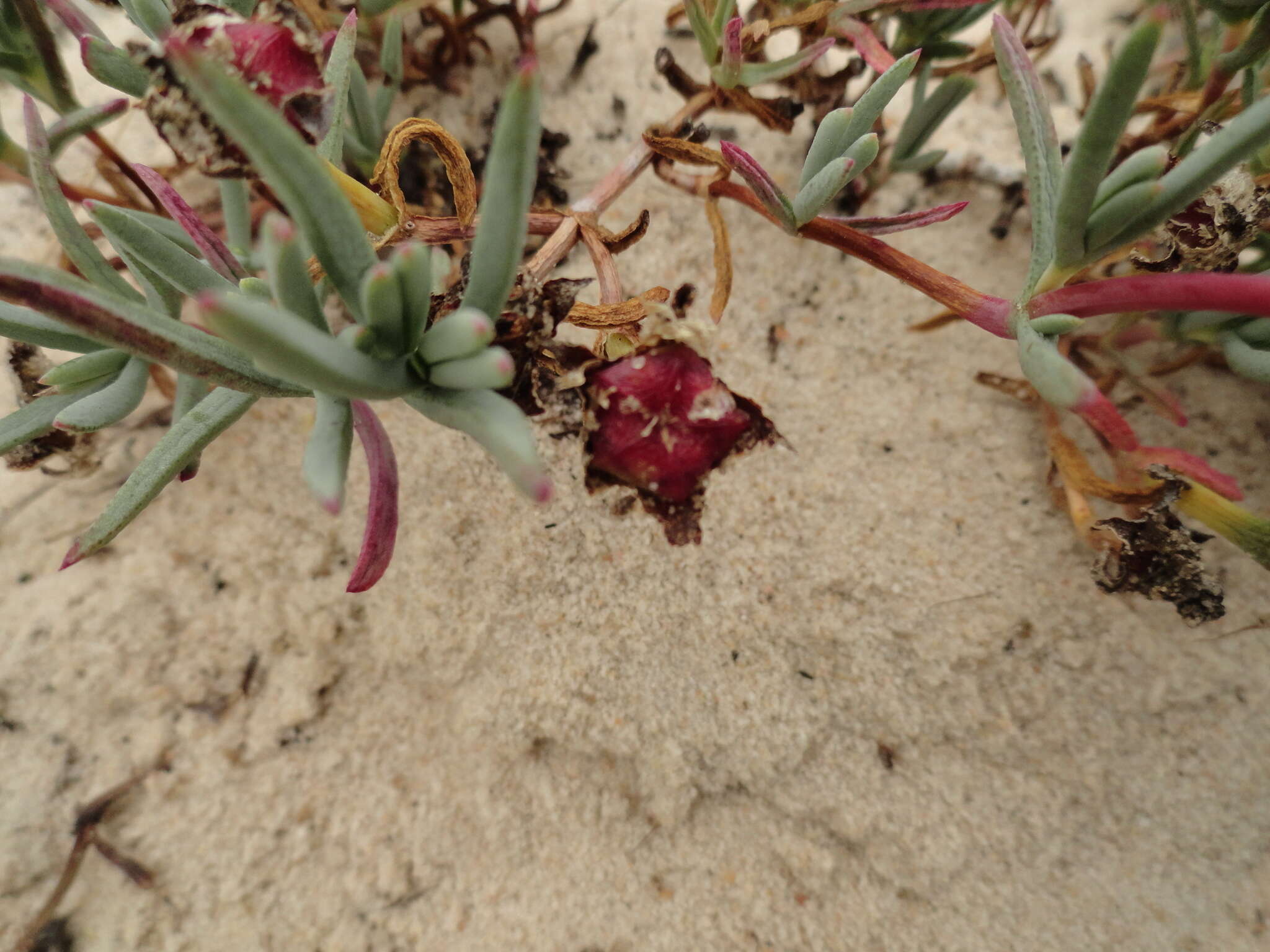 Image of Lampranthus explanatus (L. Bol.) N. E. Br.