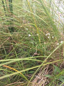 Image of Marsh Bellflower