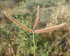 Image of Dactyloctenium giganteum B. S. Fisher & Schweick.