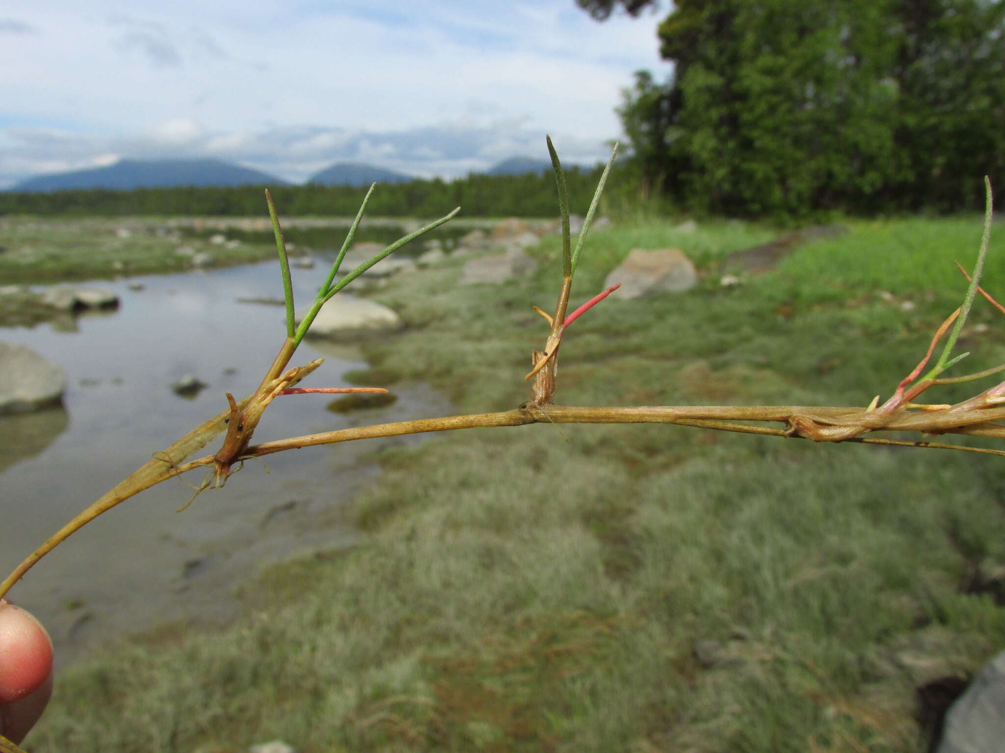 Image of Creeping Alkali Grass