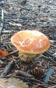 Image of Suillus grevillei (Klotzsch) Singer 1945