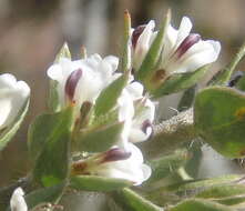 Image of Amphithalea micrantha (E. Mey.) Walp.