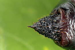 Image of broad-bordered bee hawk-moth