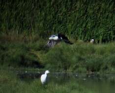 Image of Andean Avocet