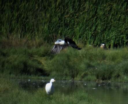 Image of Andean Avocet