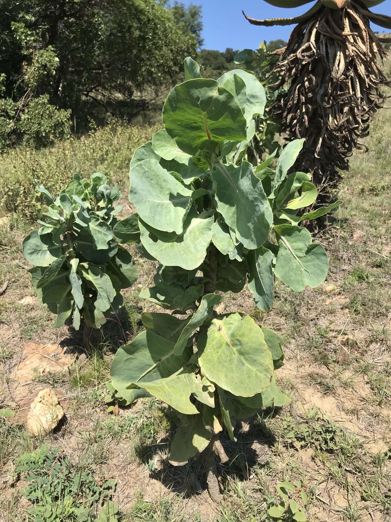 Image of Lopholaena platyphylla Benth.